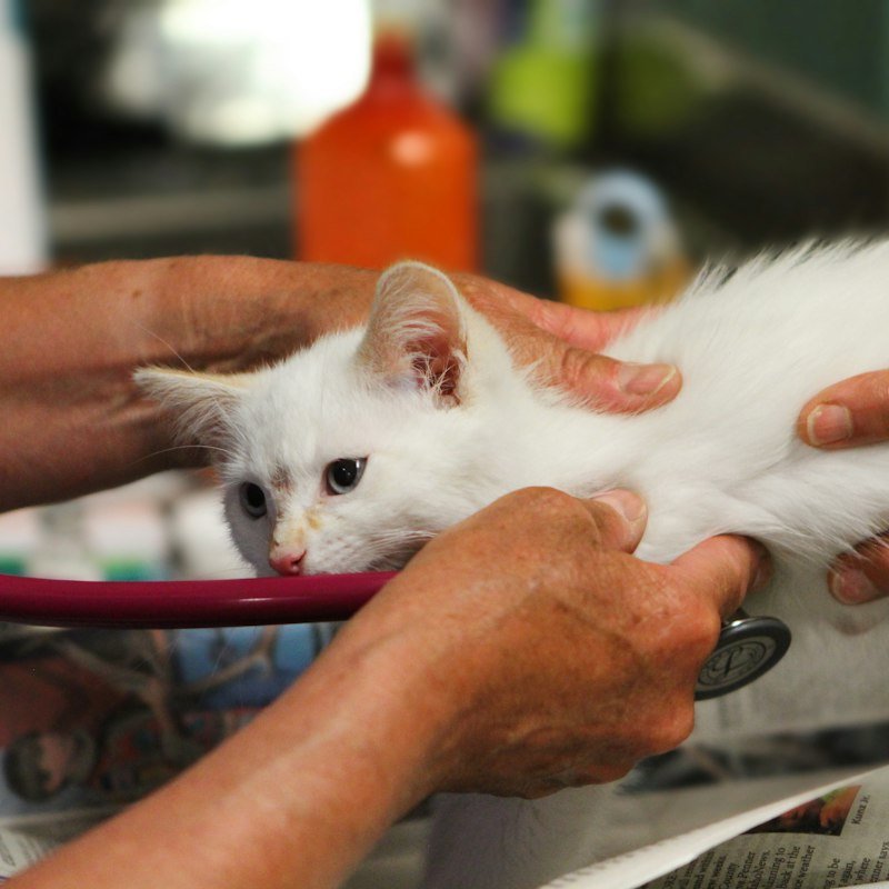 Veterinarian examining a white kitten